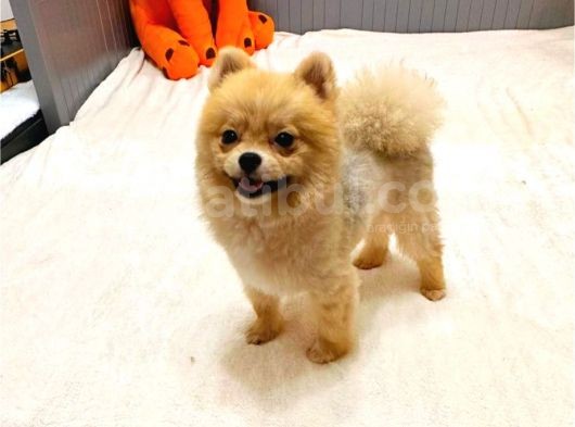 Teacup Teddy Bear 55 Aylik Di̇şi̇ Pomerani̇an Boo görsel