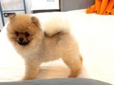 Ayicik Surat Orji̇nal Erkek Pomerani̇an Boo