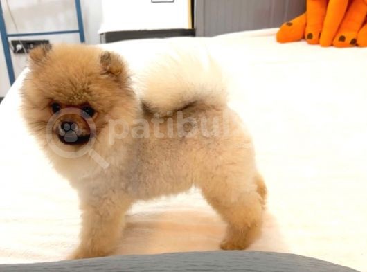Ayicik Surat Orji̇nal Erkek Pomerani̇an Boo görsel