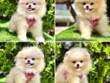 Bi̇rbi̇ri̇nden Güzel Pomerani̇an Boo Bebekler