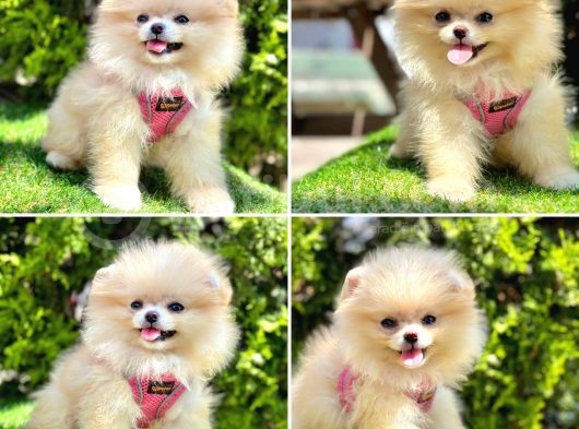 Bi̇rbi̇ri̇nden Güzel Pomerani̇an Boo Bebekler görsel