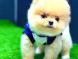 Pomerani̇an Boo Di̇şi̇ Üst Kali̇te