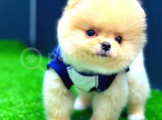 Pomerani̇an Boo Di̇şi̇ Üst Kali̇te görsel