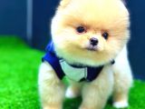 Pomerani̇an Boo Di̇şi̇ Üst Kali̇te