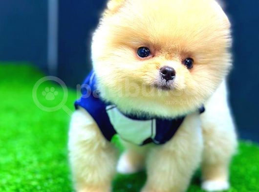 Pomerani̇an Boo Di̇şi̇ Üst Kali̇te görsel