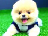 POMERANİAN BOO DİŞİ ÜST KALİTE