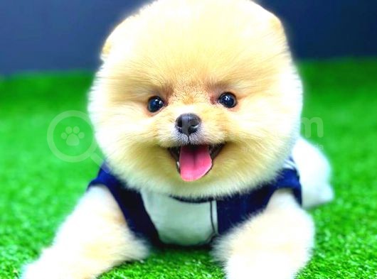 Pomerani̇an Boo Di̇şi̇ Üst Kali̇te