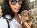 Doberman Kızıl Ve Siyah Yavrularım Sağlık Ve Irk Garantildir