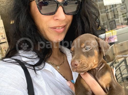 Doberman Kızıl Ve Siyah Yavrularım Sağlık Ve Irk Garantildir görsel