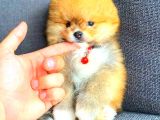 TEACUP POMERANİAN BOO DİŞİ