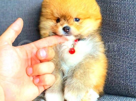Teacup Pomerani̇an Boo Di̇şi̇