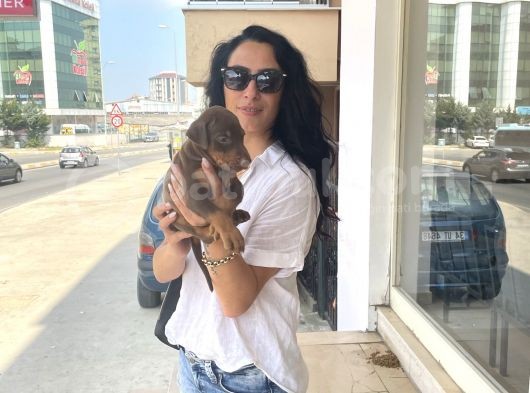Doberman Kızıl Ve Siyah Yavrularım Sağlık Ve Irk Garantildir görsel