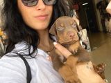 Doberman Kızıl Ve Siyah Yavrularım Sağlık Ve Irk Garantildir