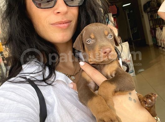 Doberman Kızıl Ve Siyah Yavrularım Sağlık Ve Irk Garantildir görsel