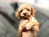 ORJİNAL TOY POODLE BEBEKLERİMİZ