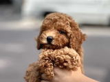 Orji̇nal Toy Poodle Bebekleri̇mi̇z