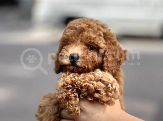 Orji̇nal Toy Poodle Bebekleri̇mi̇z görsel