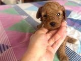 Toy Poddle Yavrularım Sağlık Ve Irk Garantilidir