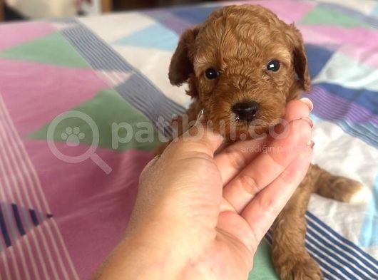 Toy Poddle Yavrularım Sağlık Ve Irk Garantilidir görsel