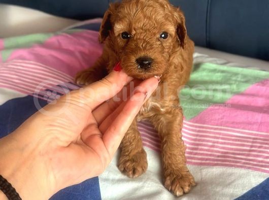 Toy Poddle Yavrularım Sağlık Ve Irk Garantilidir görsel