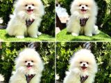 BİRBİRİNDEN GÜZEL POMERANİAN BOO BEBEKLER