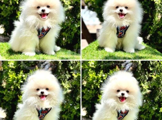 Bi̇rbi̇ri̇nden Güzel Pomerani̇an Boo Bebekler
