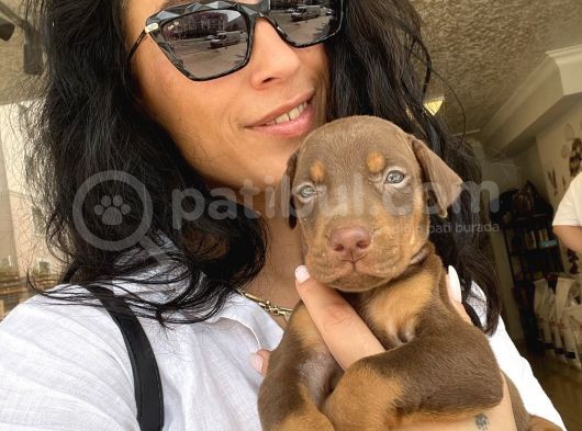 Doberman Kızıl Ve Siyah Yavrularım Sağlık Ve Irk Garantildir