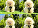 Bi̇rbi̇ri̇nden Güzel Pomerani̇an Boo Bebekler