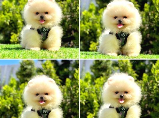Bi̇rbi̇ri̇nden Güzel Pomerani̇an Boo Bebekler görsel