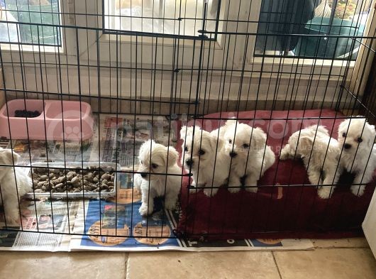 Maltese Yavrularım Sağlık Ve Irk Garantilidir görsel