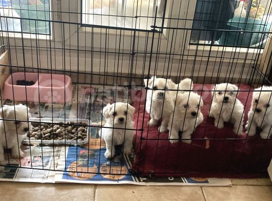 Maltese Yavrularım Sağlık Ve Irk Garantilidir görsel