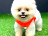 KUSURSUZ KARBEYAZ ERKEK POMERANİAN BOO
