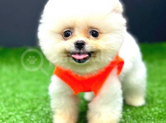 Kusursuz Karbeyaz Erkek Pomerani̇an Boo
