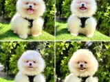 Bi̇rbi̇ri̇nden Güzel Pomerani̇an Boo Bebekler