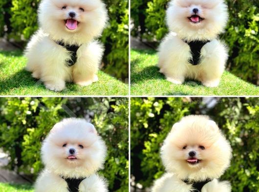 Bi̇rbi̇ri̇nden Güzel Pomerani̇an Boo Bebekler görsel