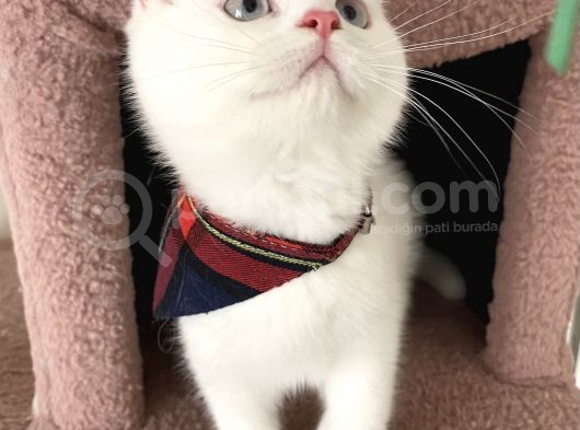 Ayıcık Surat Erkek Yavru Brıtısh Short görsel
