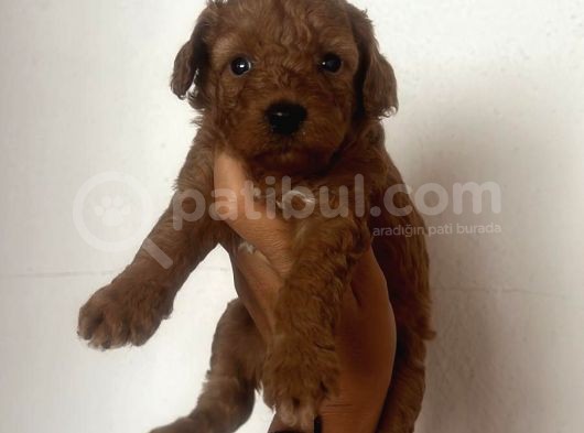 Toy Poddle Yavrularım Sağlık Ve Irk Garantilidir görsel