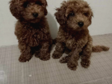 Orji̇nal Toy Poodle Bebekleri̇mi̇z
