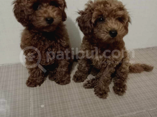 Orji̇nal Toy Poodle Bebekleri̇mi̇z görsel