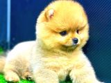DİŞİ ORANGE POMERANİAN BOO