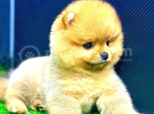 Di̇şi̇ Orange Pomerani̇an Boo