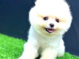 Teddy Face Erkek Pomerani̇an