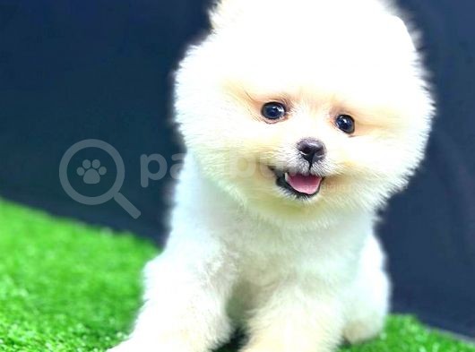 Teddy Face Erkek Pomerani̇an görsel