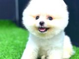 Teddy Face Erkek Pomerani̇an