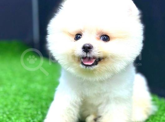 Teddy Face Erkek Pomerani̇an görsel