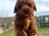 Renkleri Orijinal Toy Poodle Yavrular