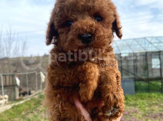 Renkleri Orijinal Toy Poodle Yavrular görsel