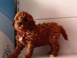 Renkleri Orijinal toy poodle yavrular