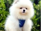 Sabah Şekerim Pomeranian