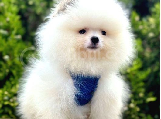 Sabah Şekerim Pomeranian görsel